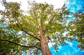 How Our Tree Care Process Works  in  Holly Springs, NC